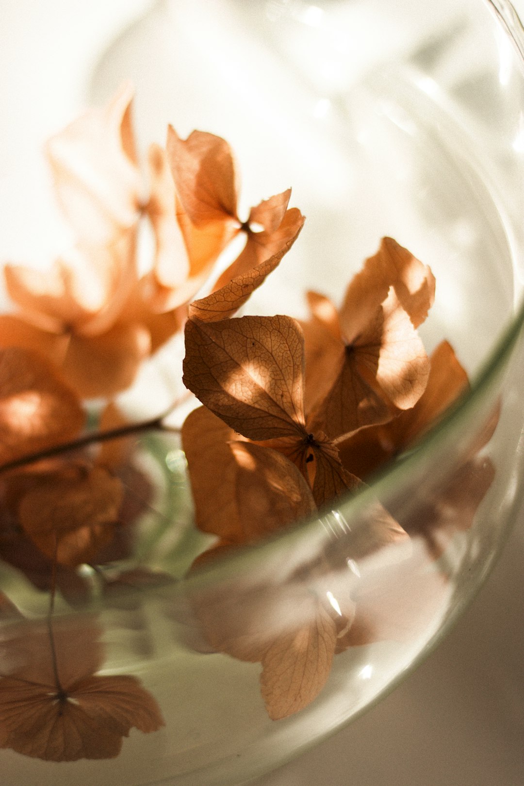 brown leaves on clear glass bowl