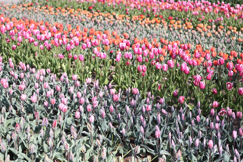 pink and white flower field during daytime