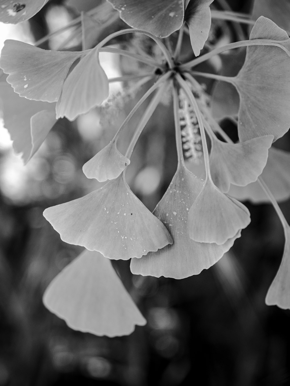 grayscale photo of flower with water droplets