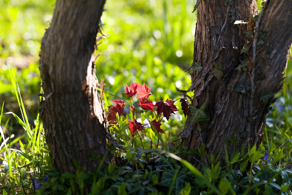 red flowers beside brown tree trunk