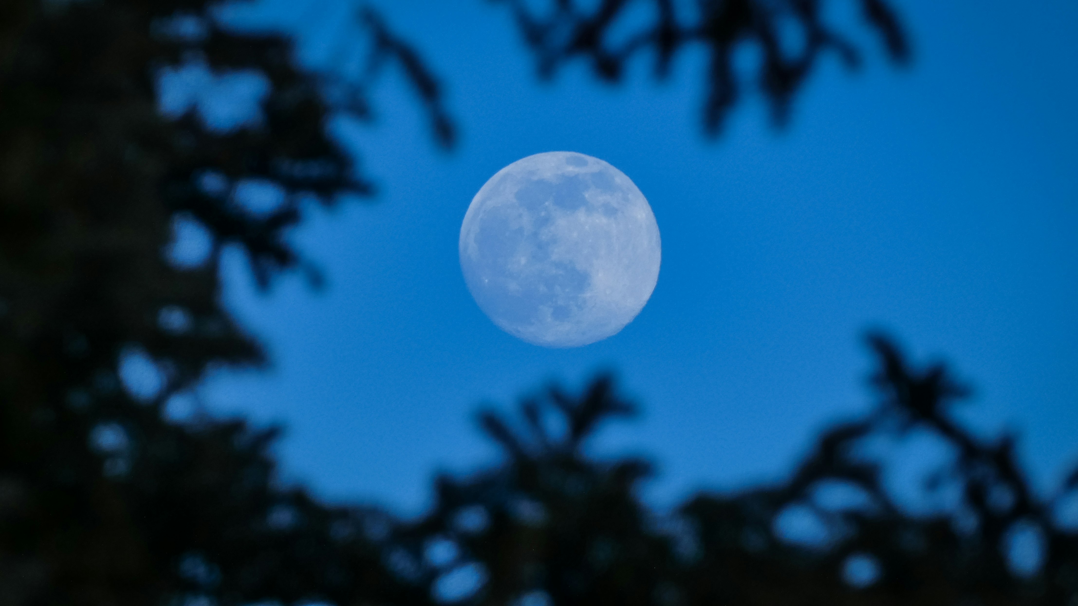 silhouette of trees under blue sky during night time