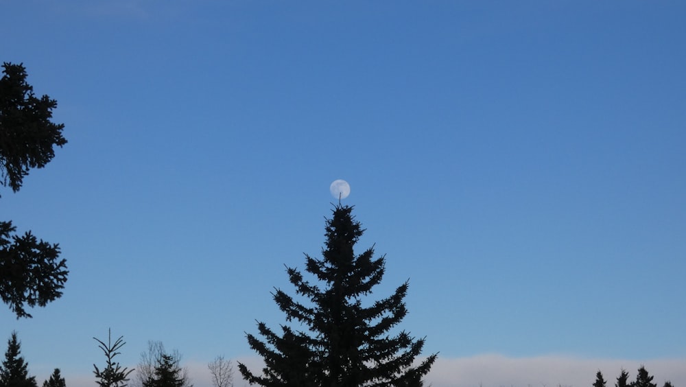 green pine tree under blue sky during daytime