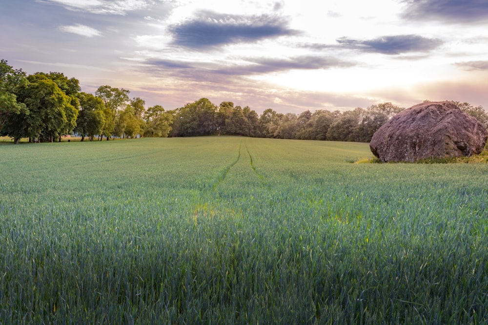 green grass field near brown tree under cloudy sky during daytime