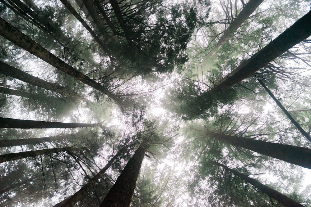 low angle photography of green leaf trees during daytime