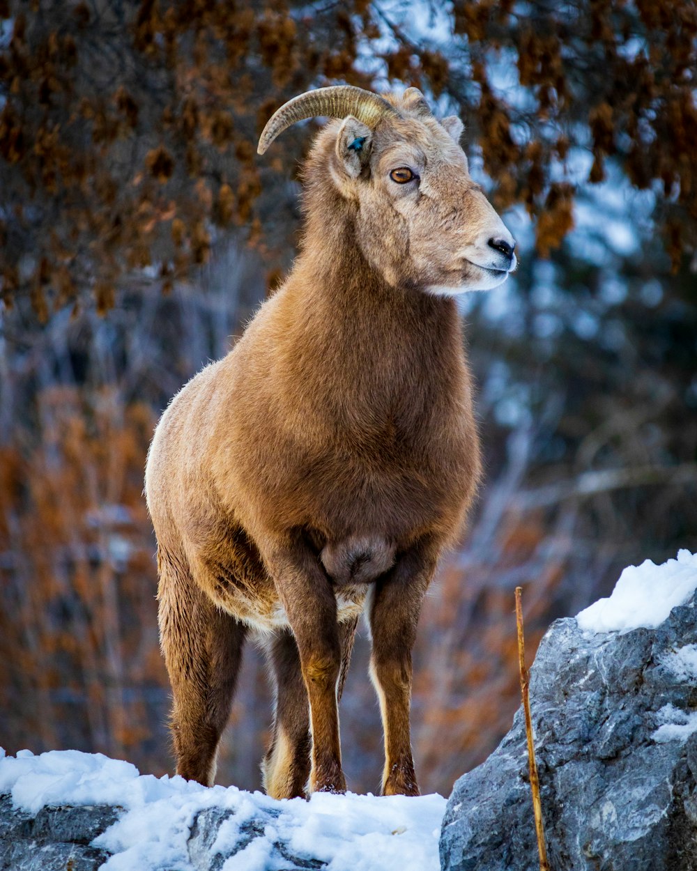 brown ram on white snow covered ground during daytime