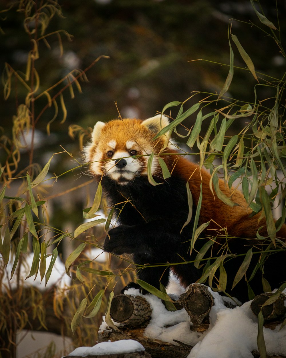 panda vermelho na grama verde durante o dia