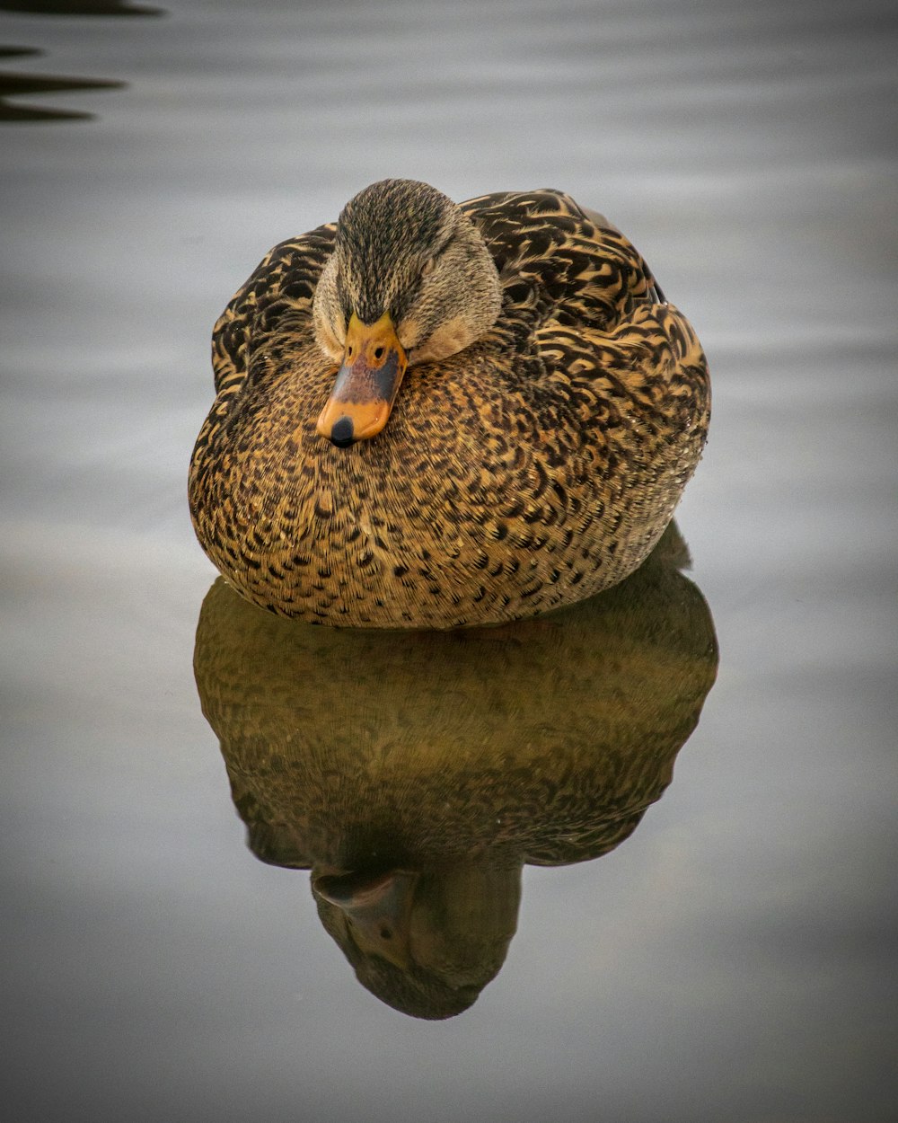 brown and black duck on brown rock