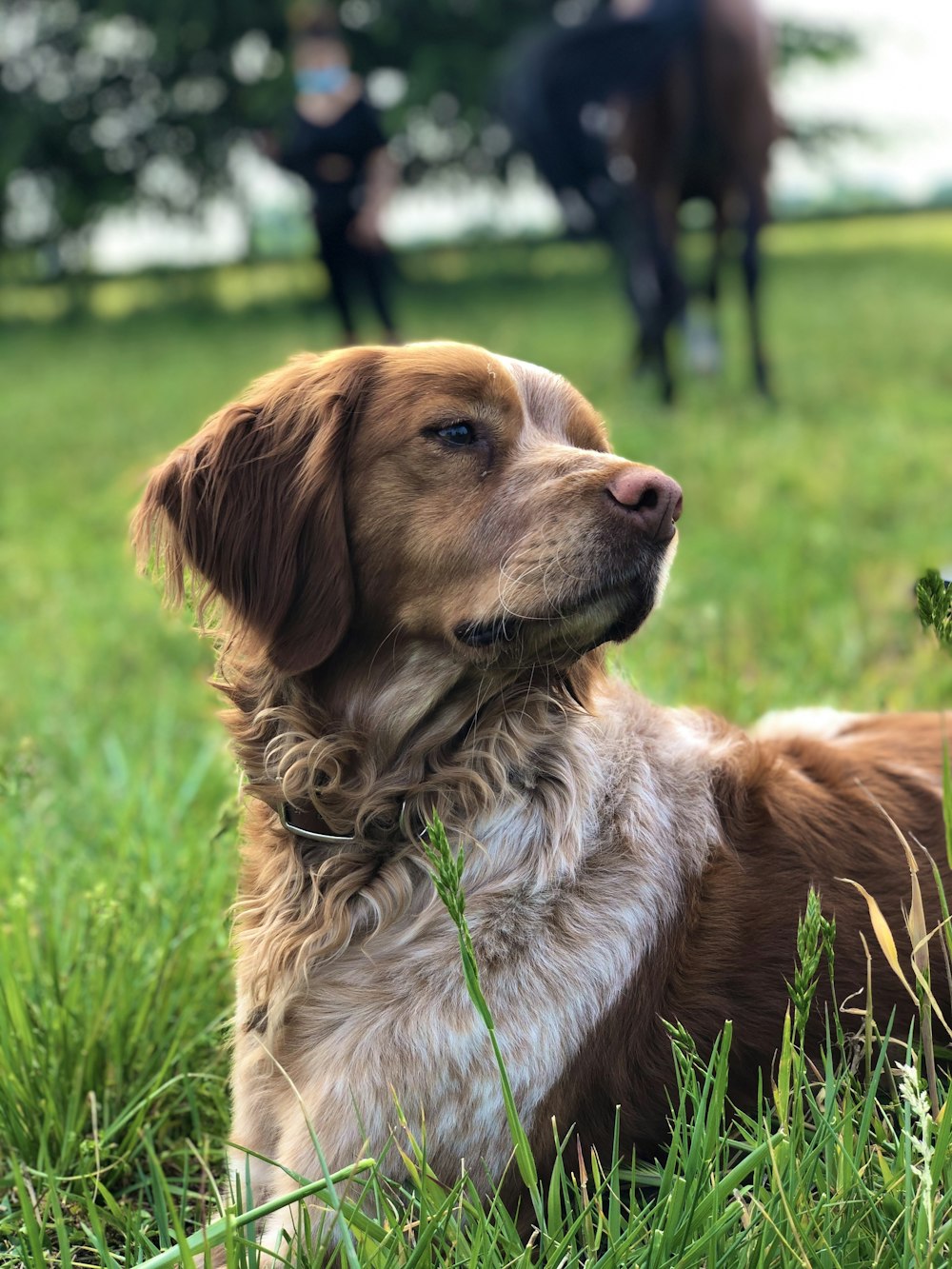 brown and white long coated dog on green grass field during daytime