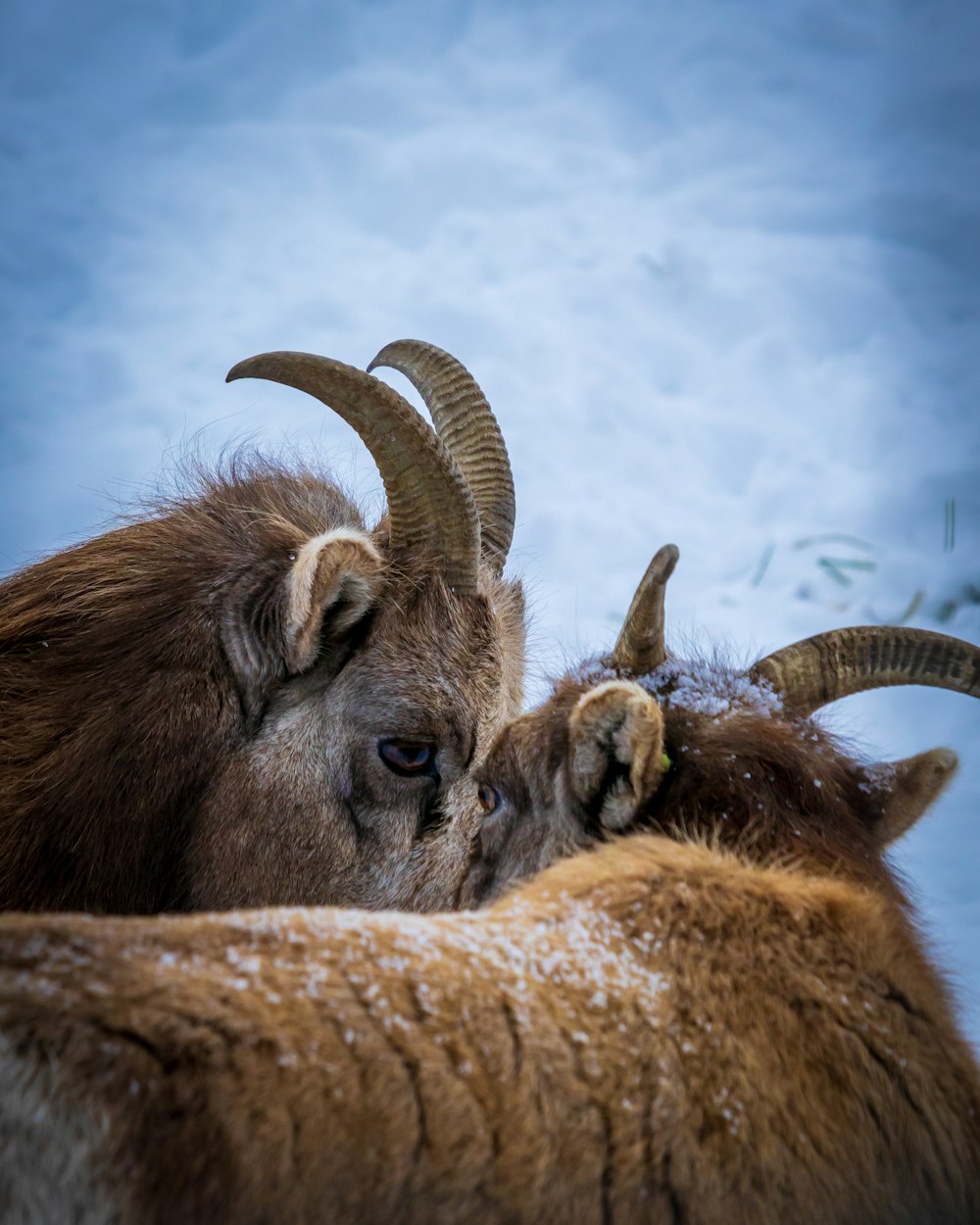 brown ram with white and blue sky in the background