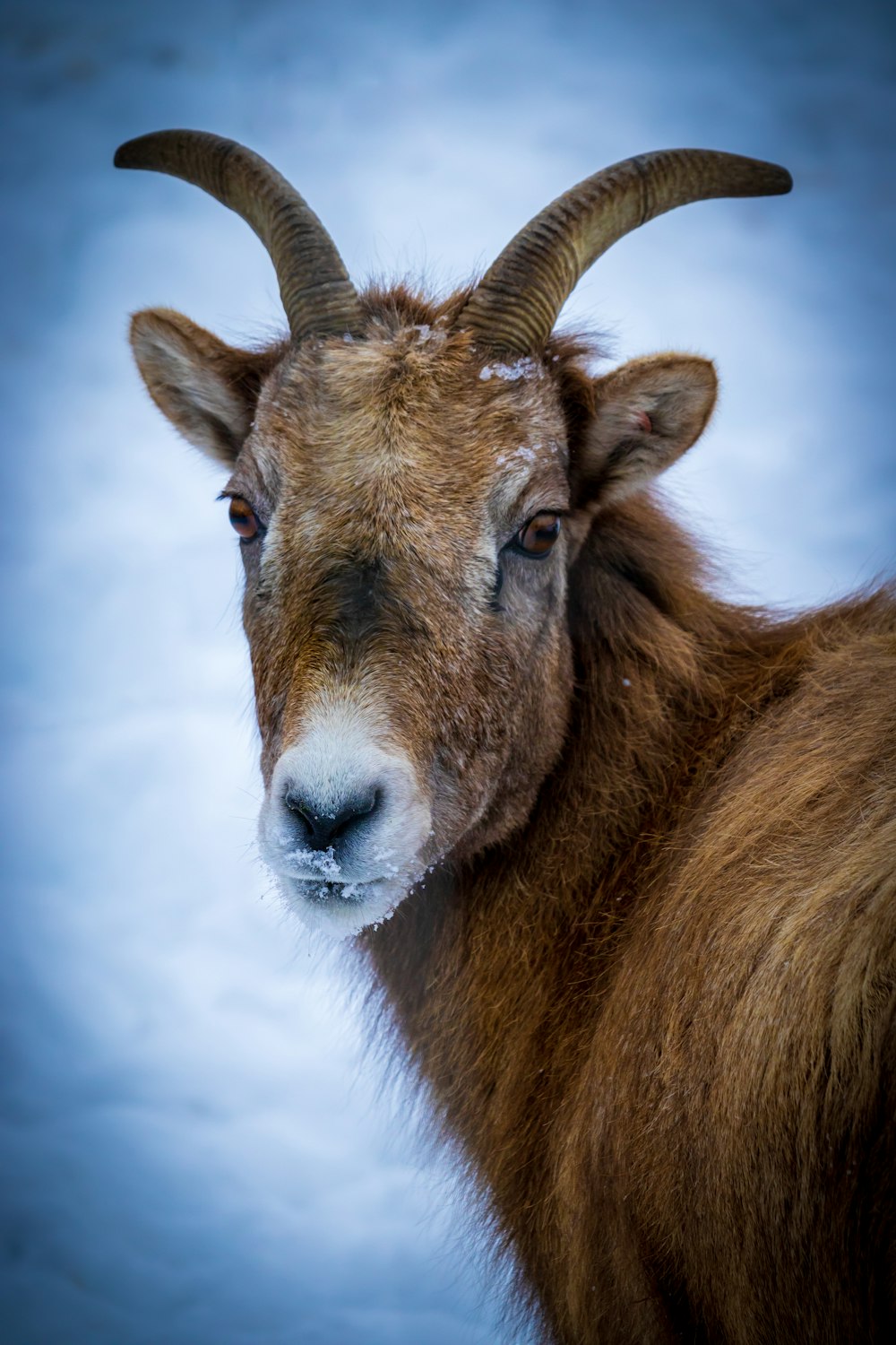 brown and white ram under white clouds