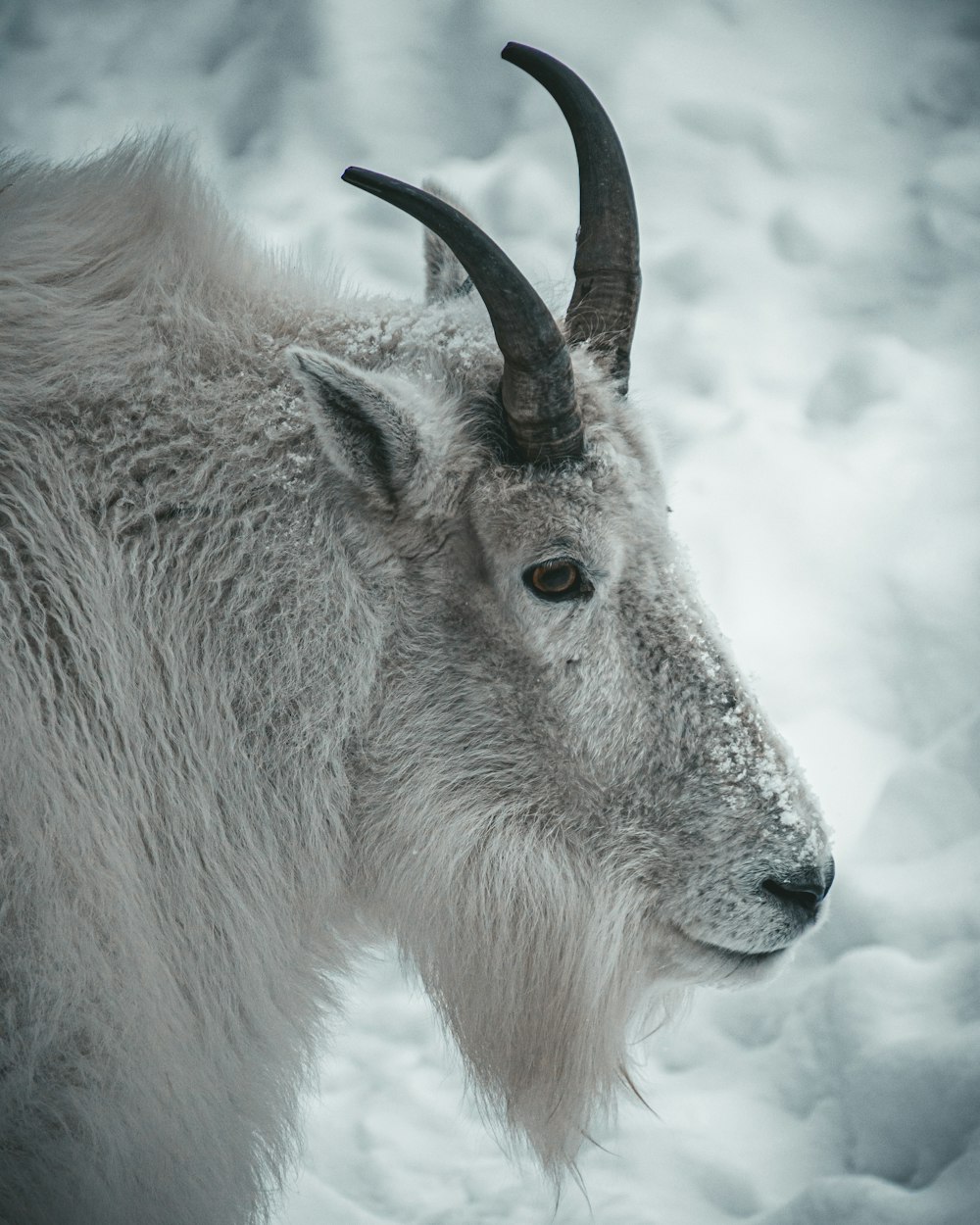 white and brown animal on snow covered ground during daytime