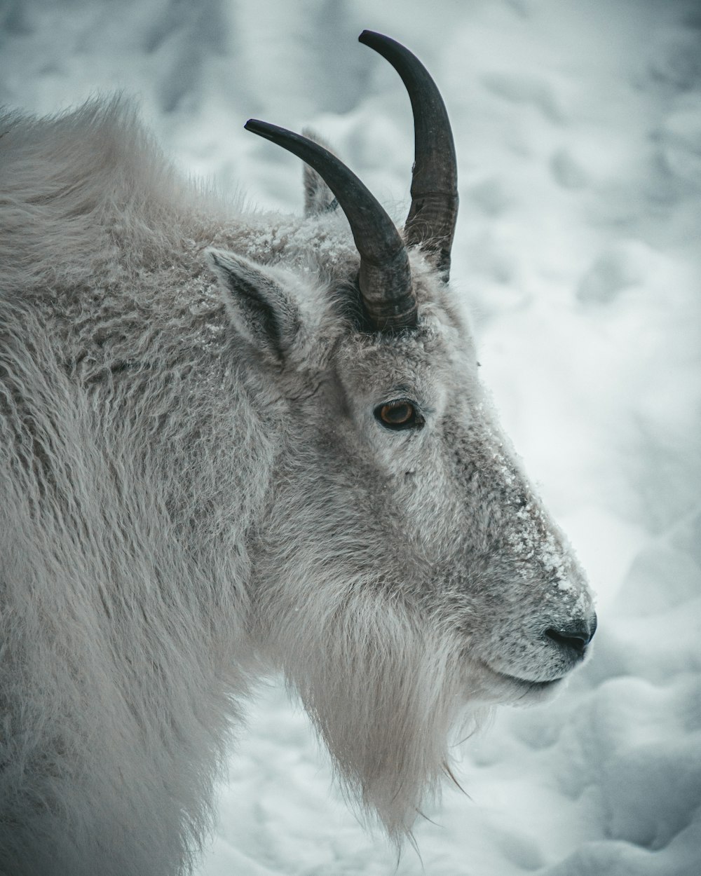 animale bianco e marrone su terreno coperto di neve durante il giorno