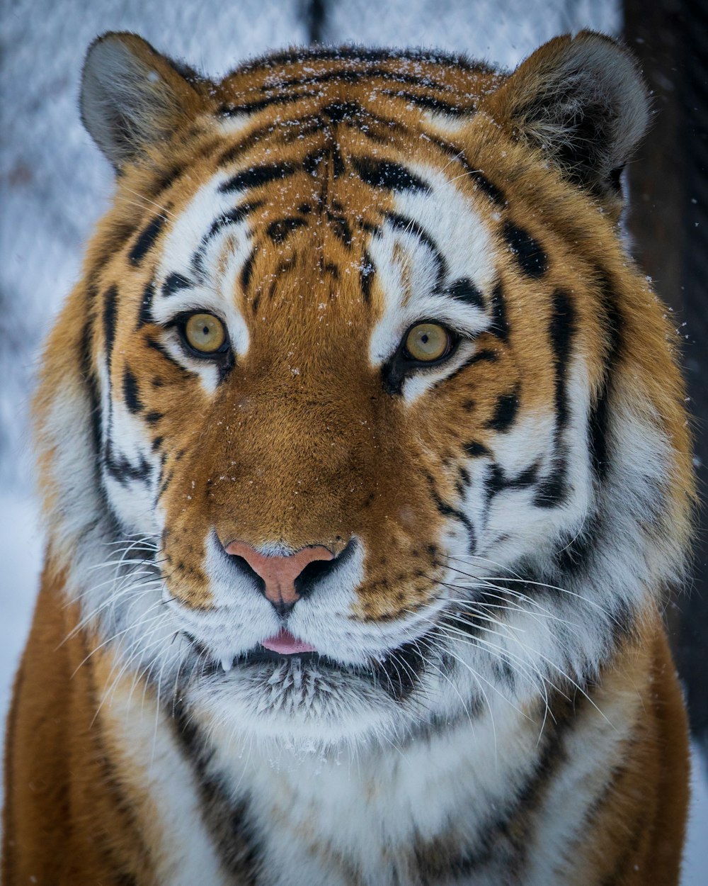 brown white and black tiger