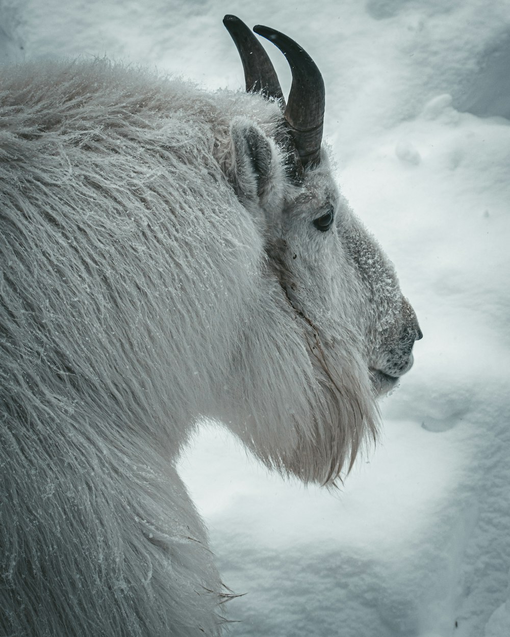 white and brown animal on snow covered ground