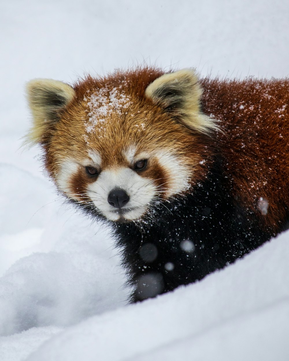 日中の雪に覆われた地面にいるレッサーパンダ