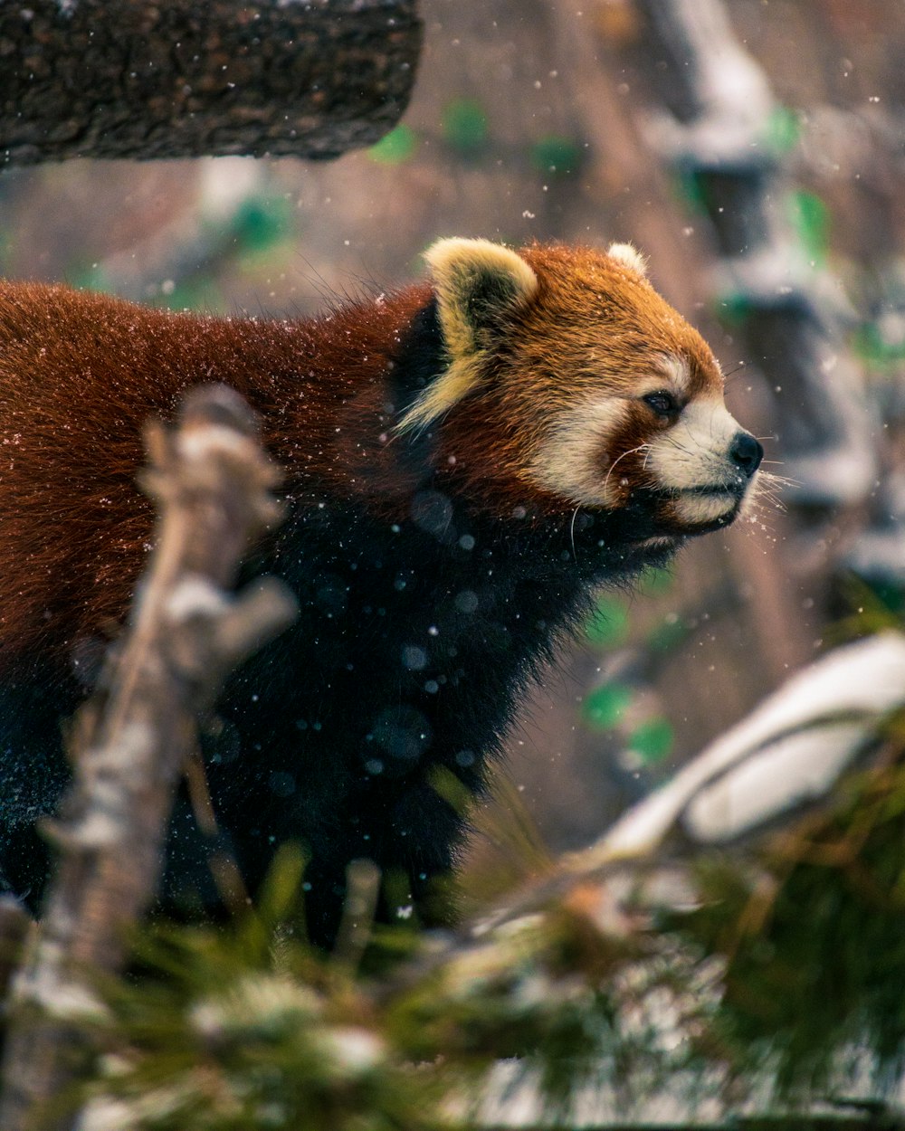 brown and white animal on tree branch