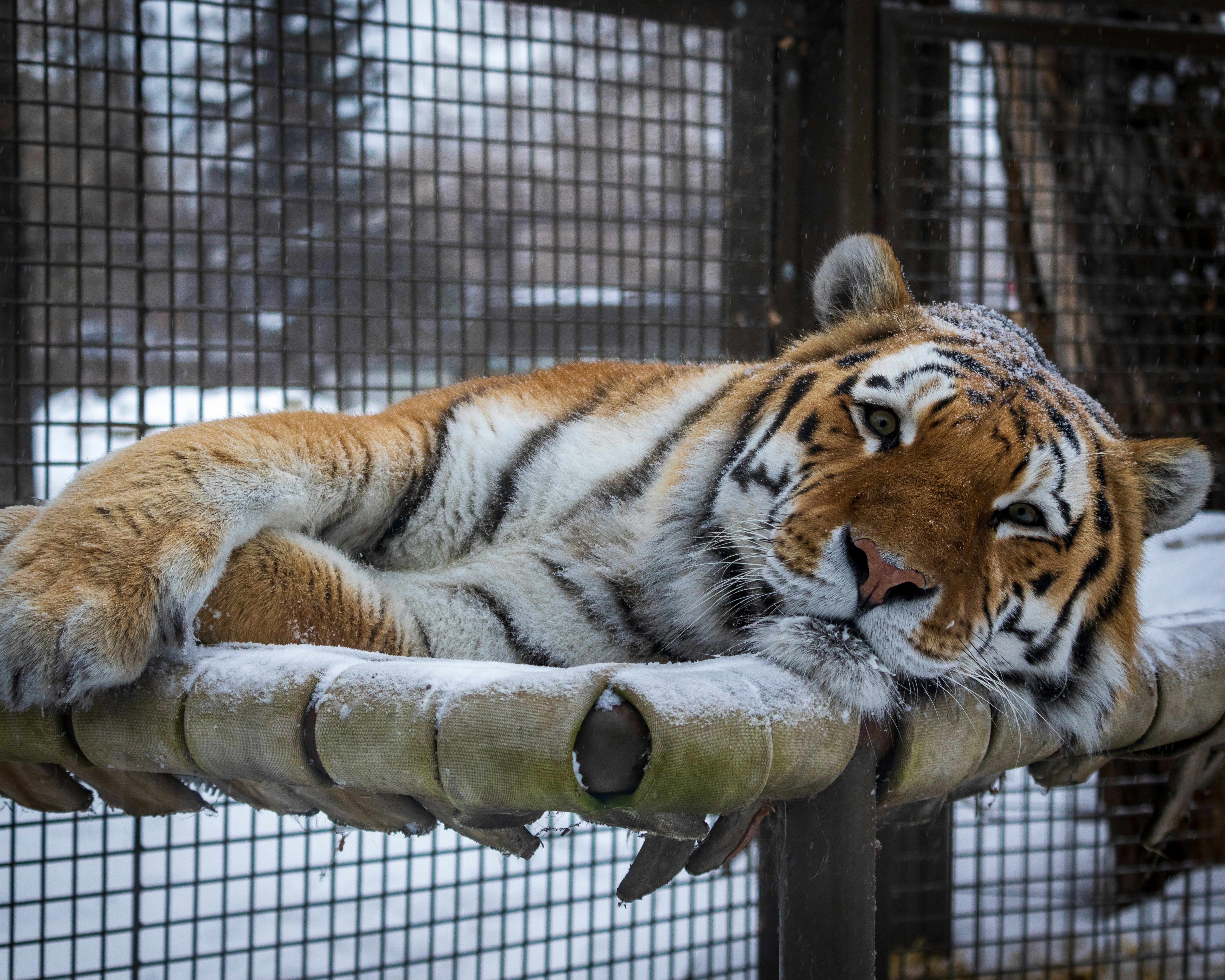 tiger in cage during daytime