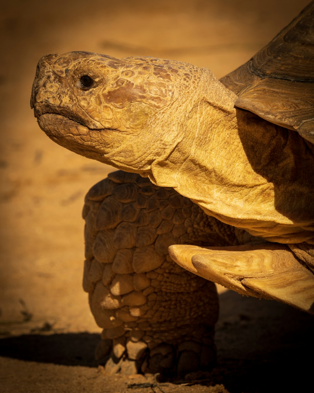 brown turtle on brown sand