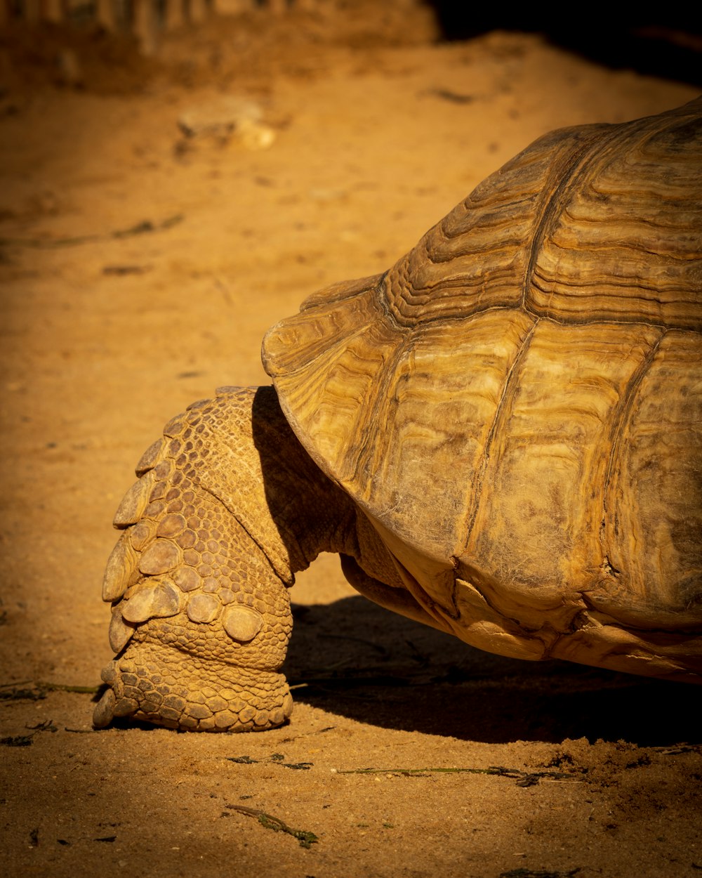 brown turtle on brown sand