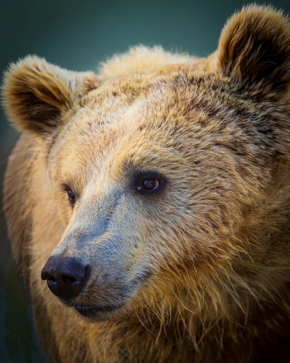 brown bear with white snow on head