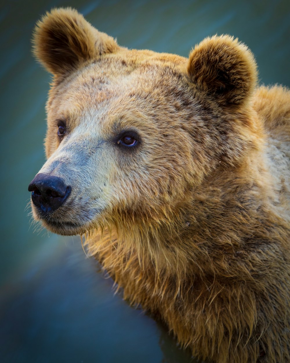 brown bear in close up photography