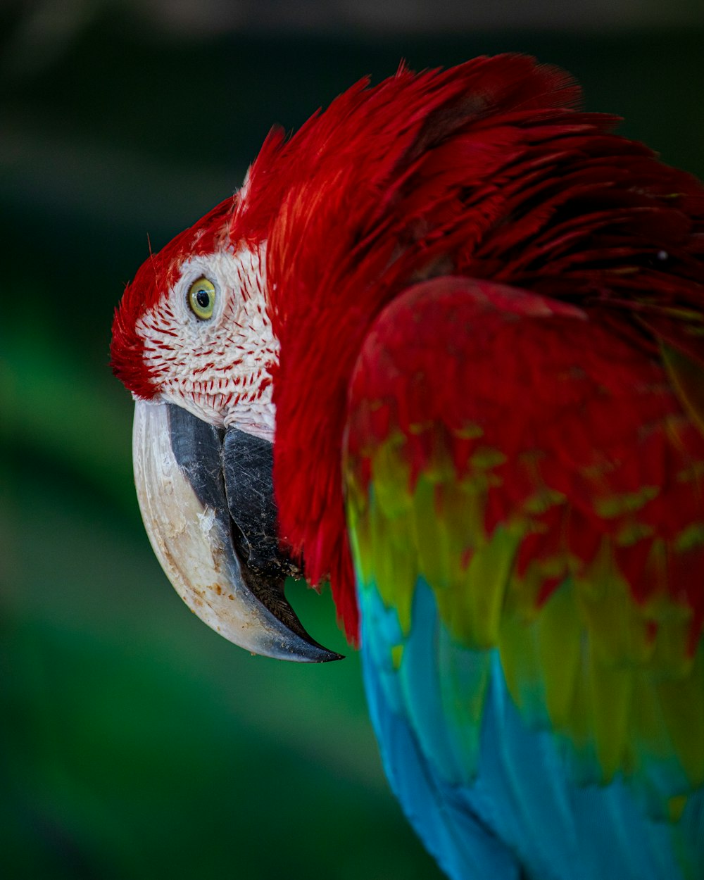 red green blue and yellow parrot
