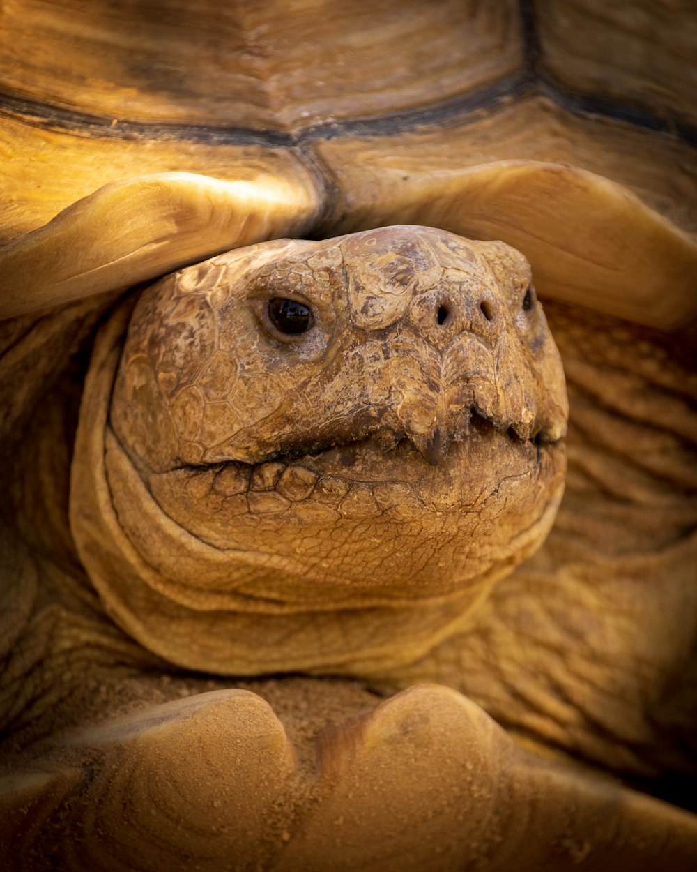 brown and black turtle on brown sand