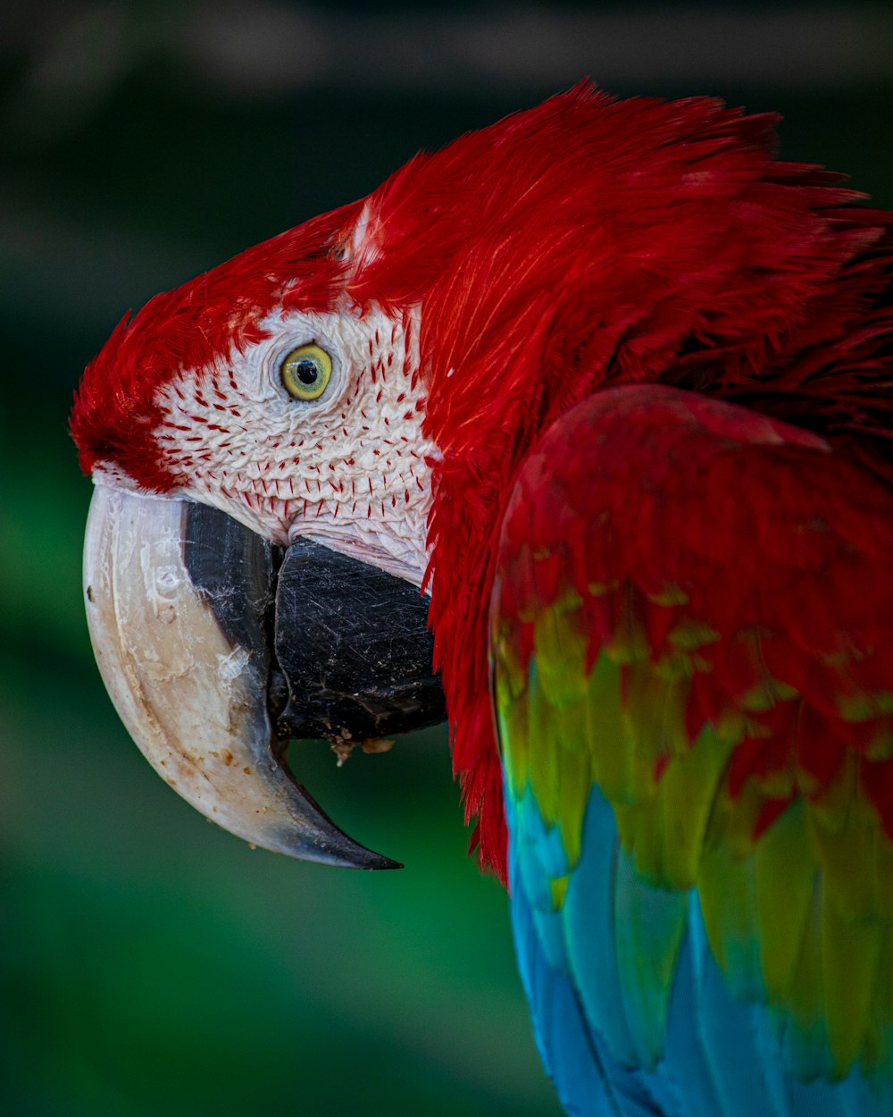 red yellow blue and green parrot