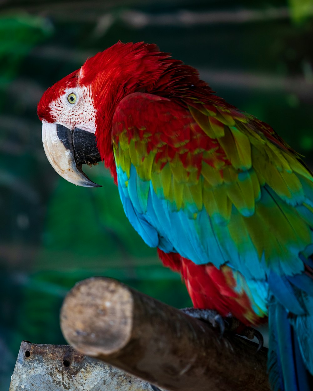 red yellow blue and green parrot