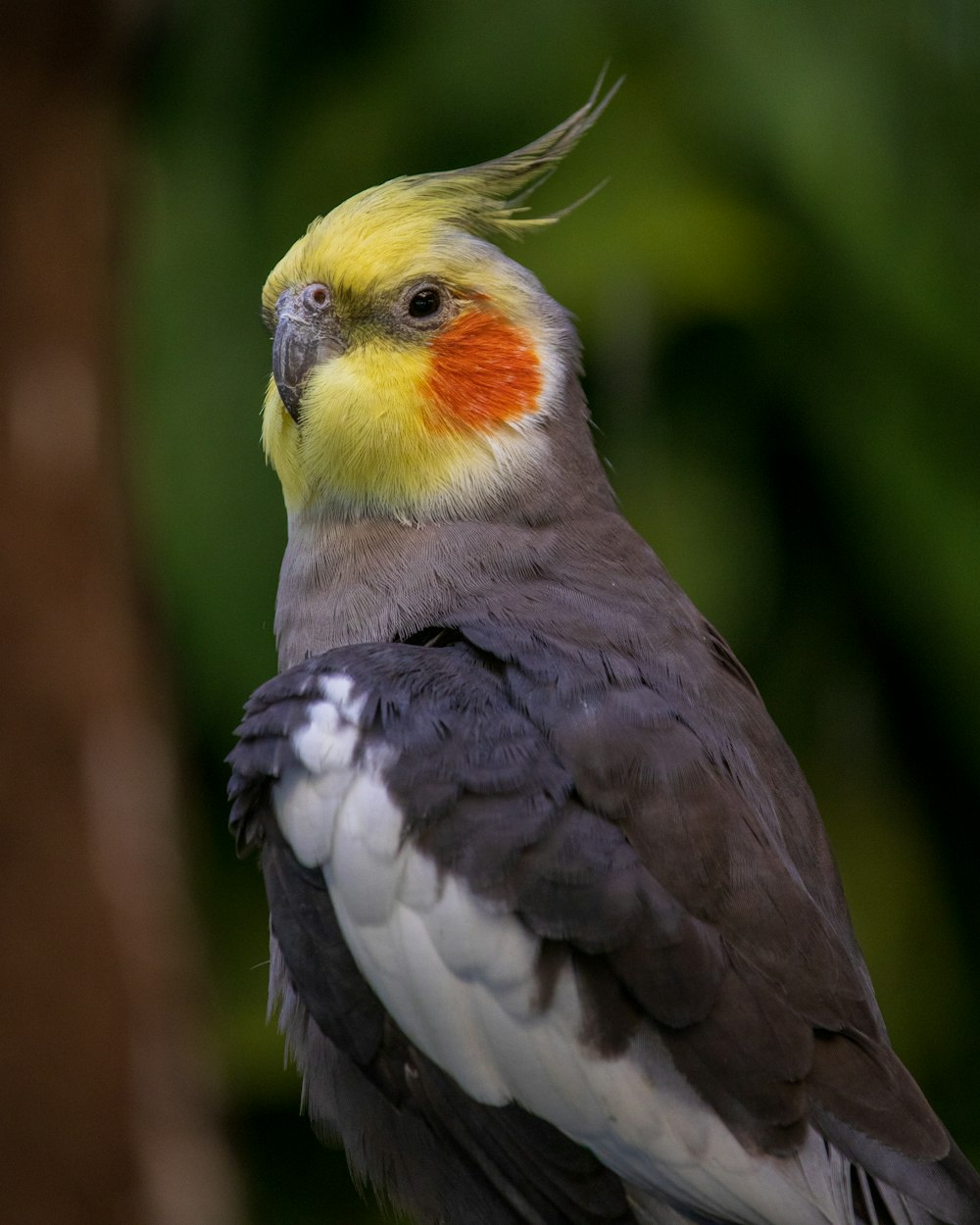 yellow black and white bird