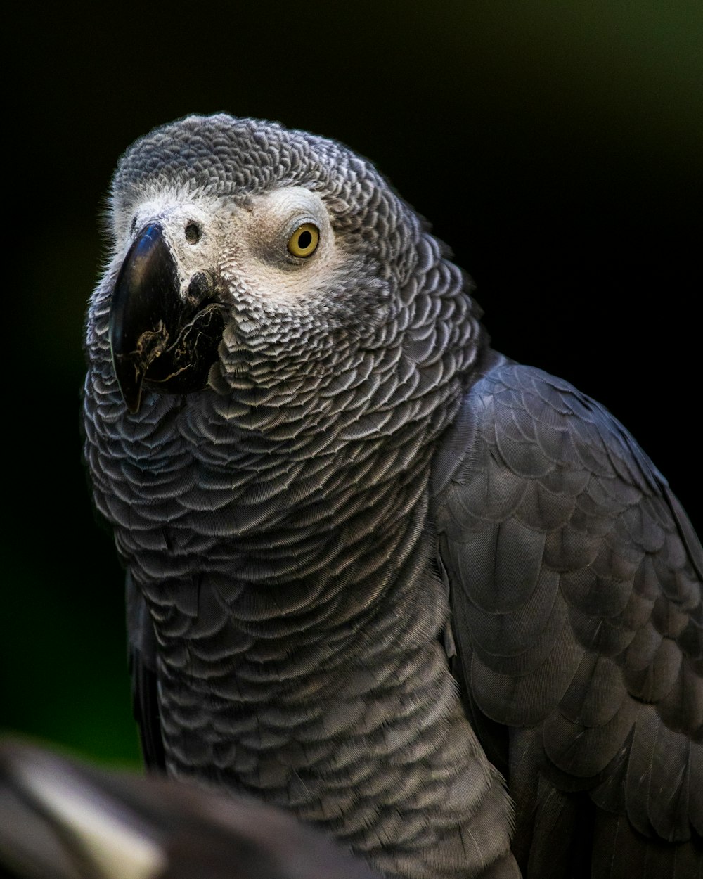 grey and black bird in close up photography