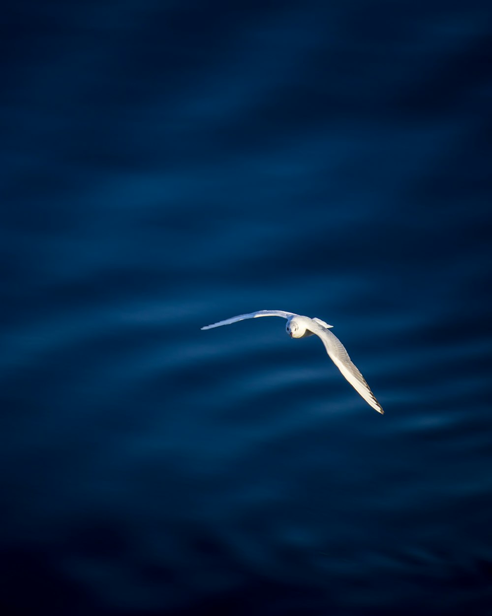 white bird flying over blue water