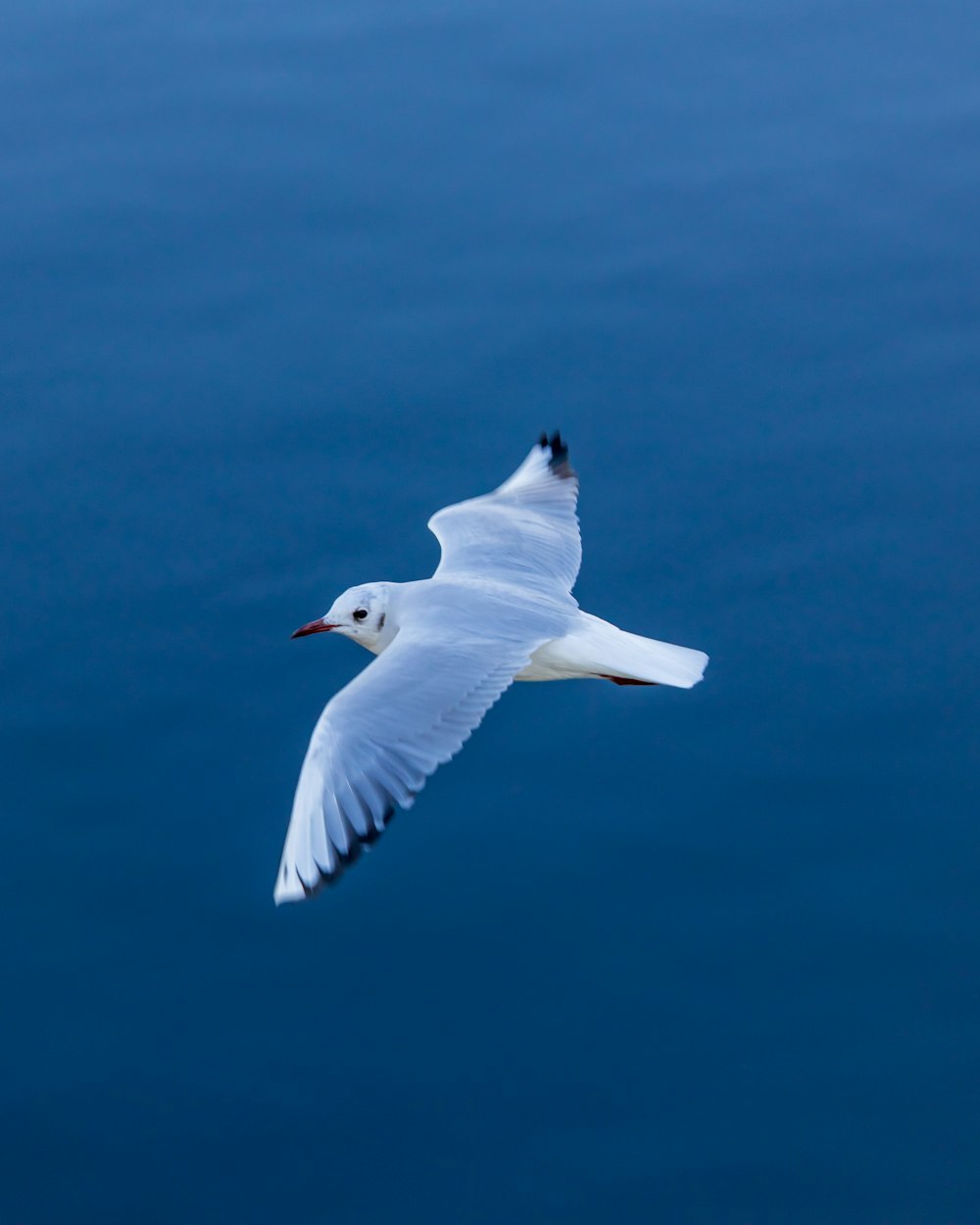 white bird flying in the sky