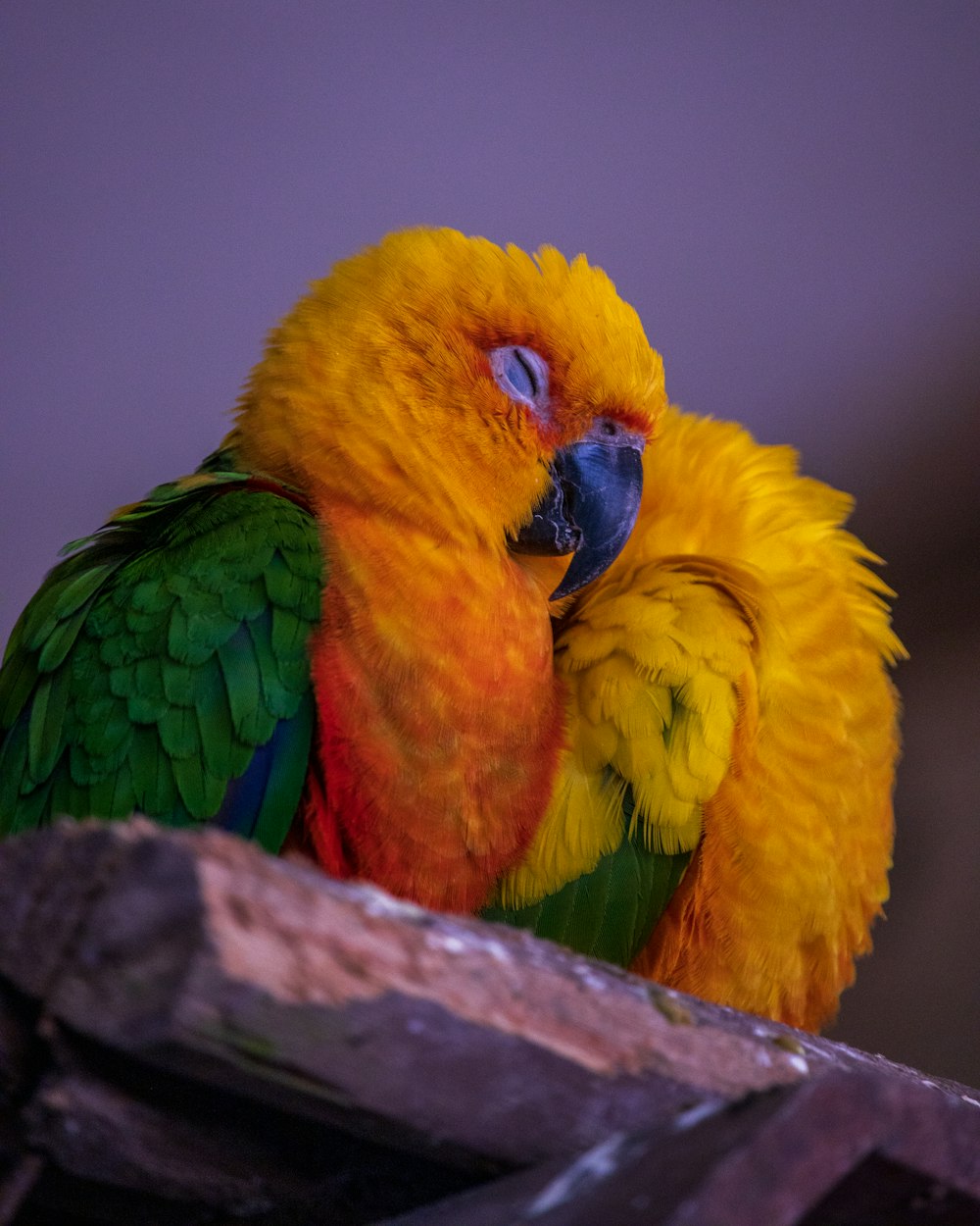 yellow green and blue bird on brown tree branch