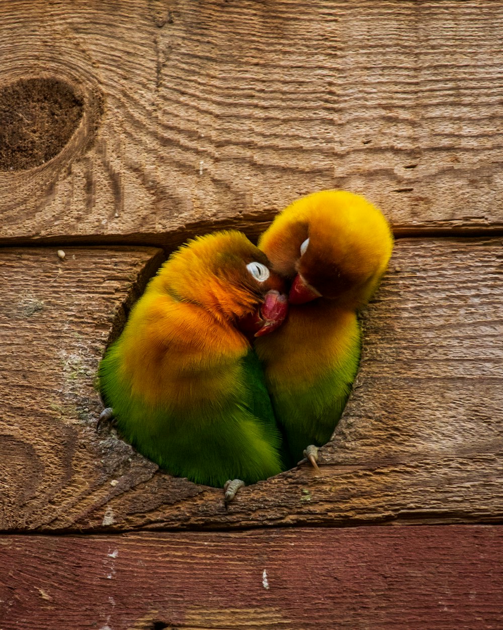 gelbgrüner und roter Vogel auf brauner Holzoberfläche