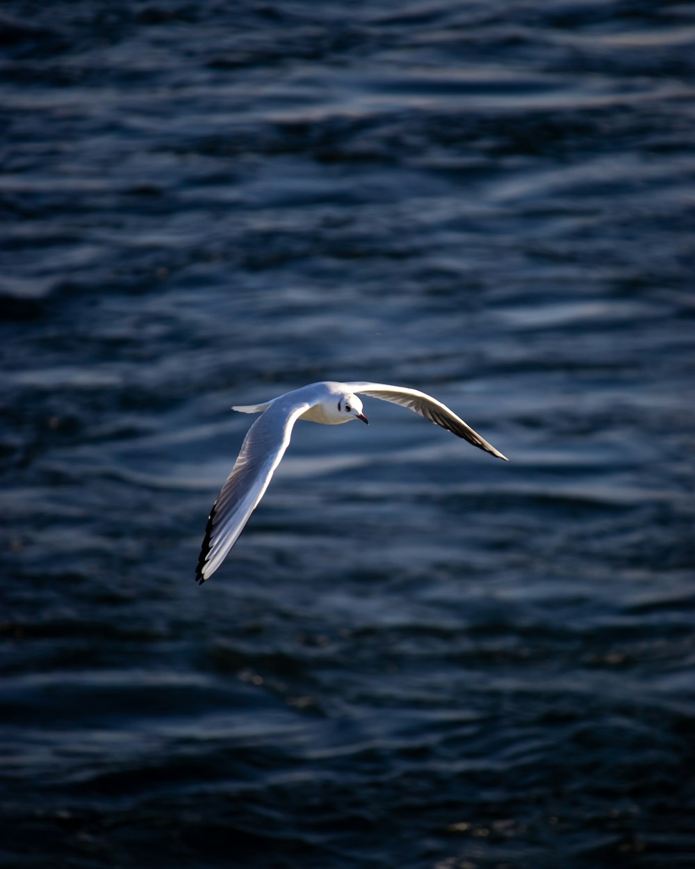 white bird flying over the sea during daytime