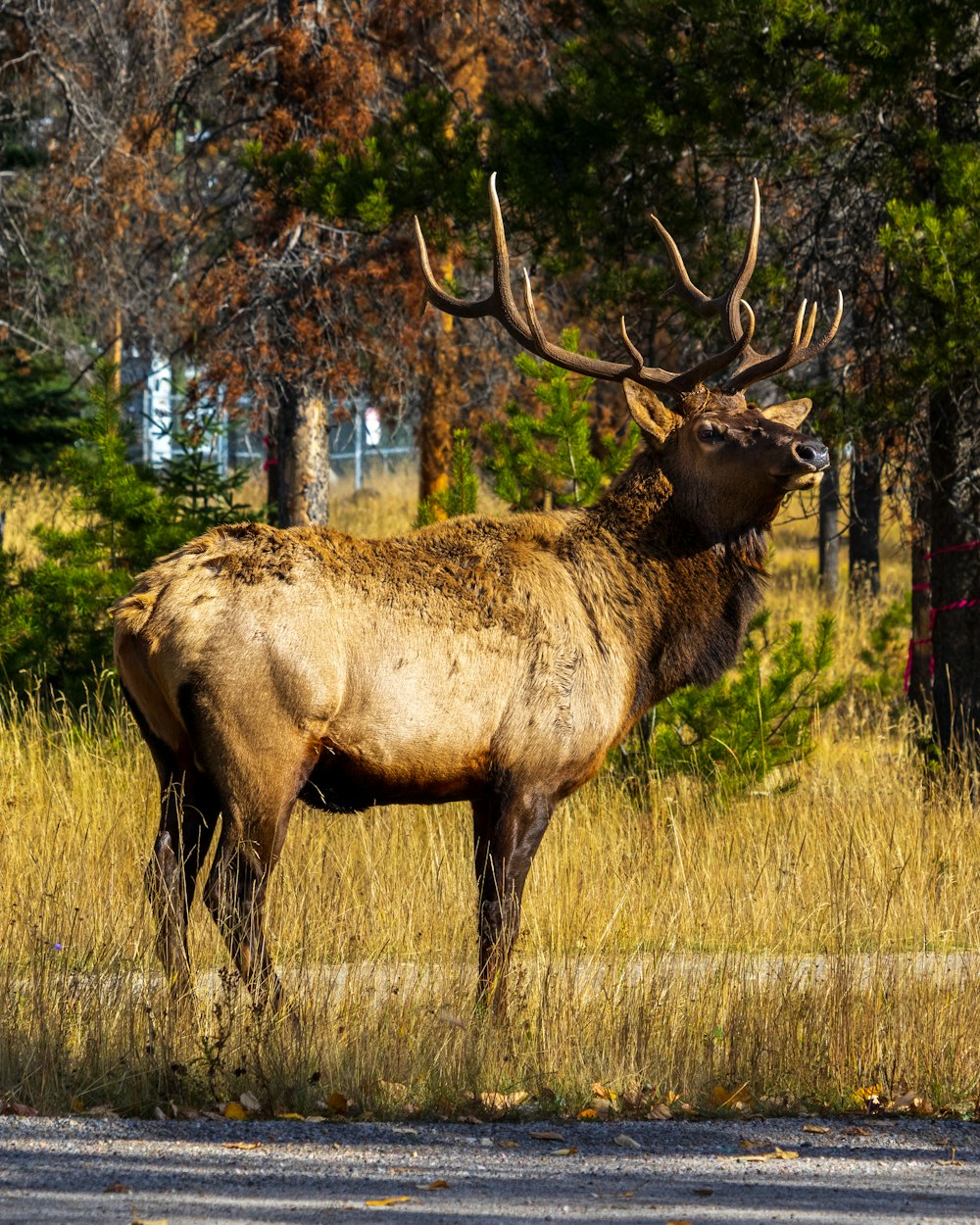 brown moose on brown grass field during daytime