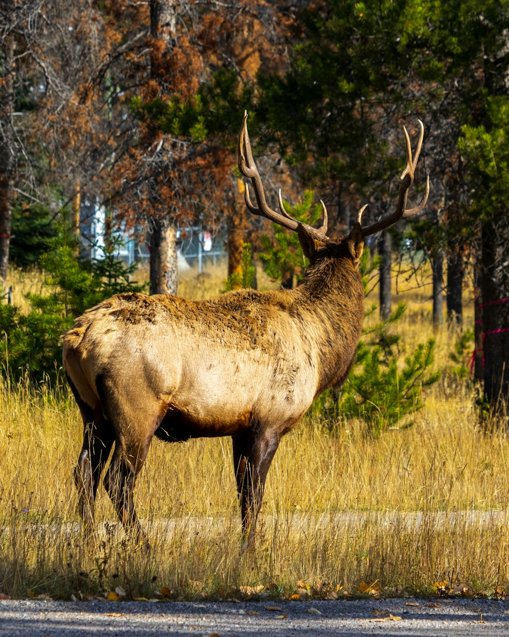 brown deer on brown grass field during daytime