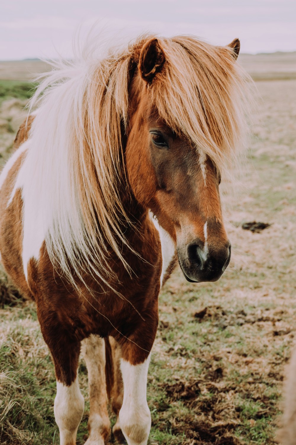 cavalo marrom e branco no campo de grama verde durante o dia