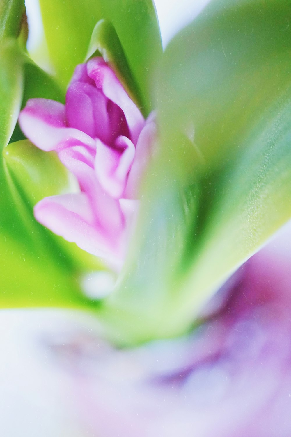 purple flower in macro shot