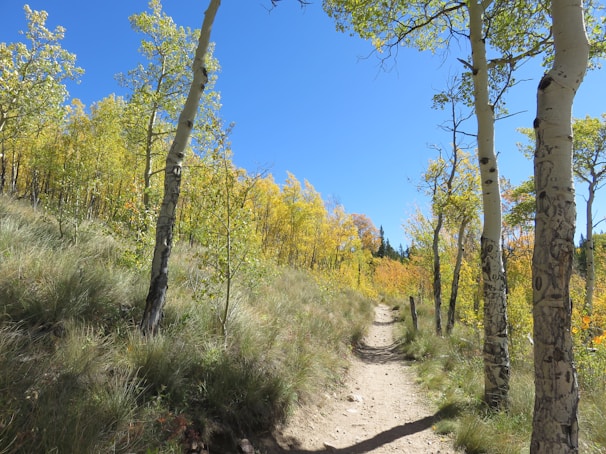 Golden aspen trees lining a winding trail in a Colorado forest during autumn.