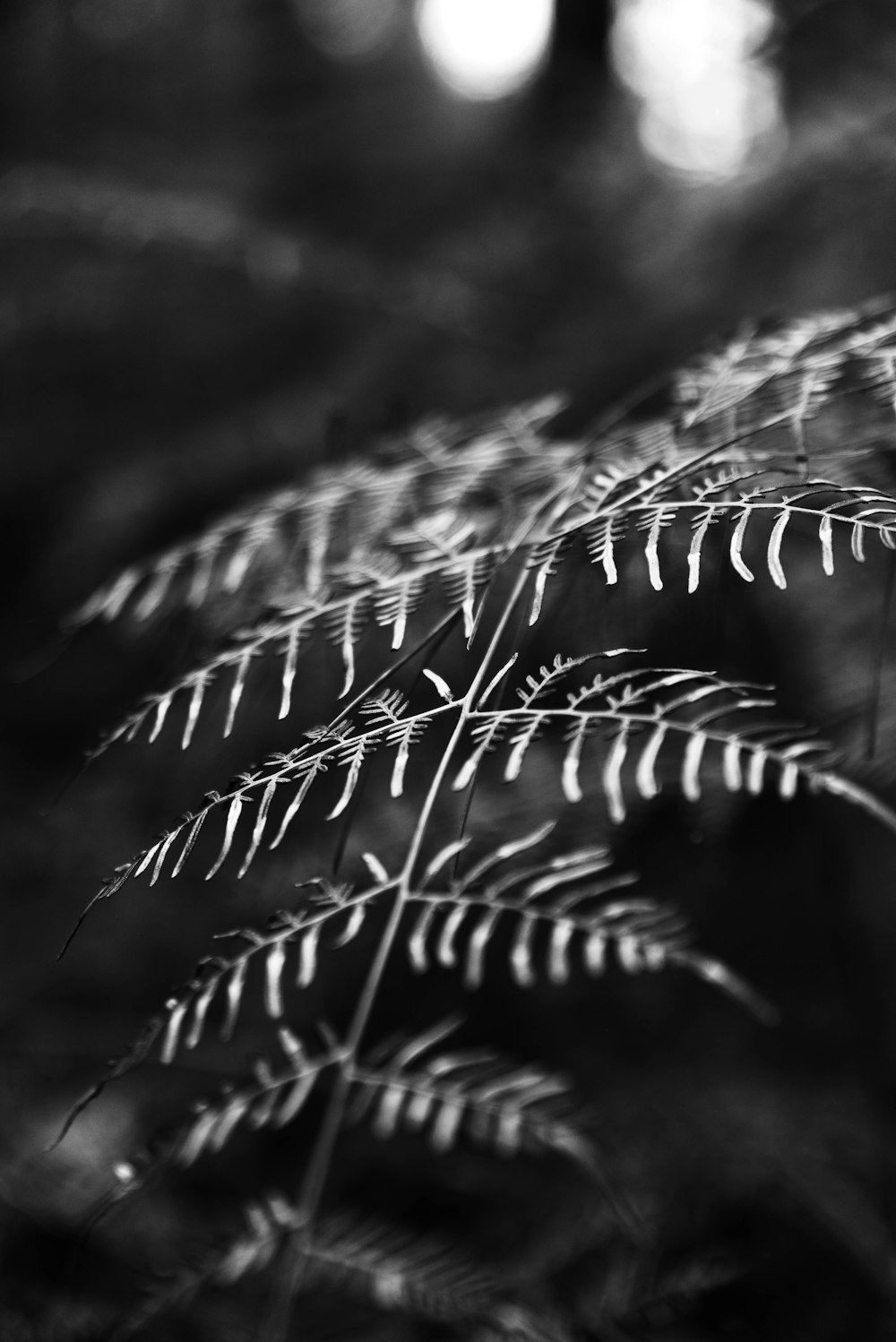 grayscale photo of fern plant