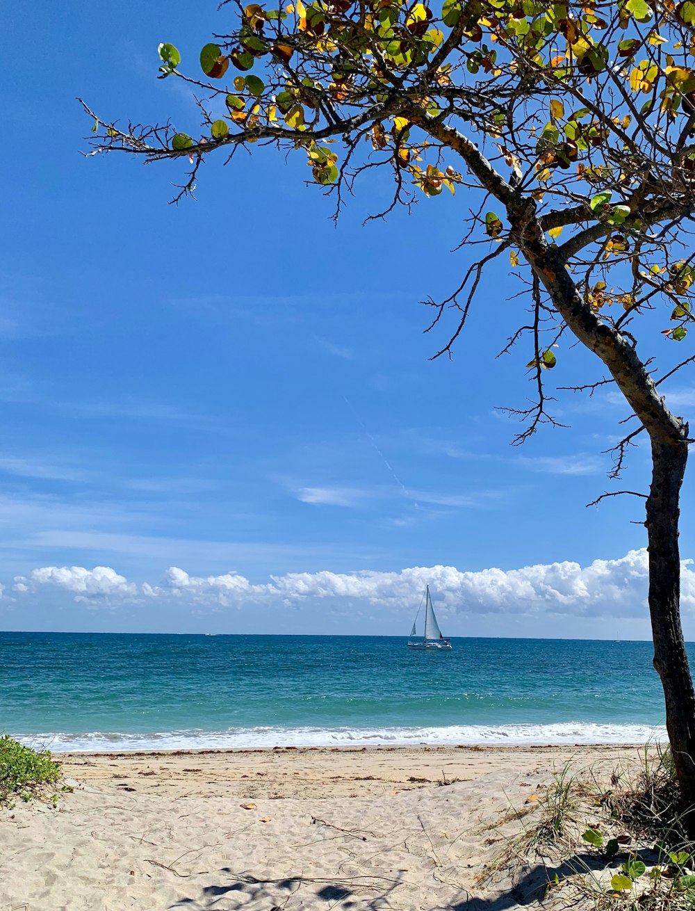 white sailboat on sea under blue sky during daytime