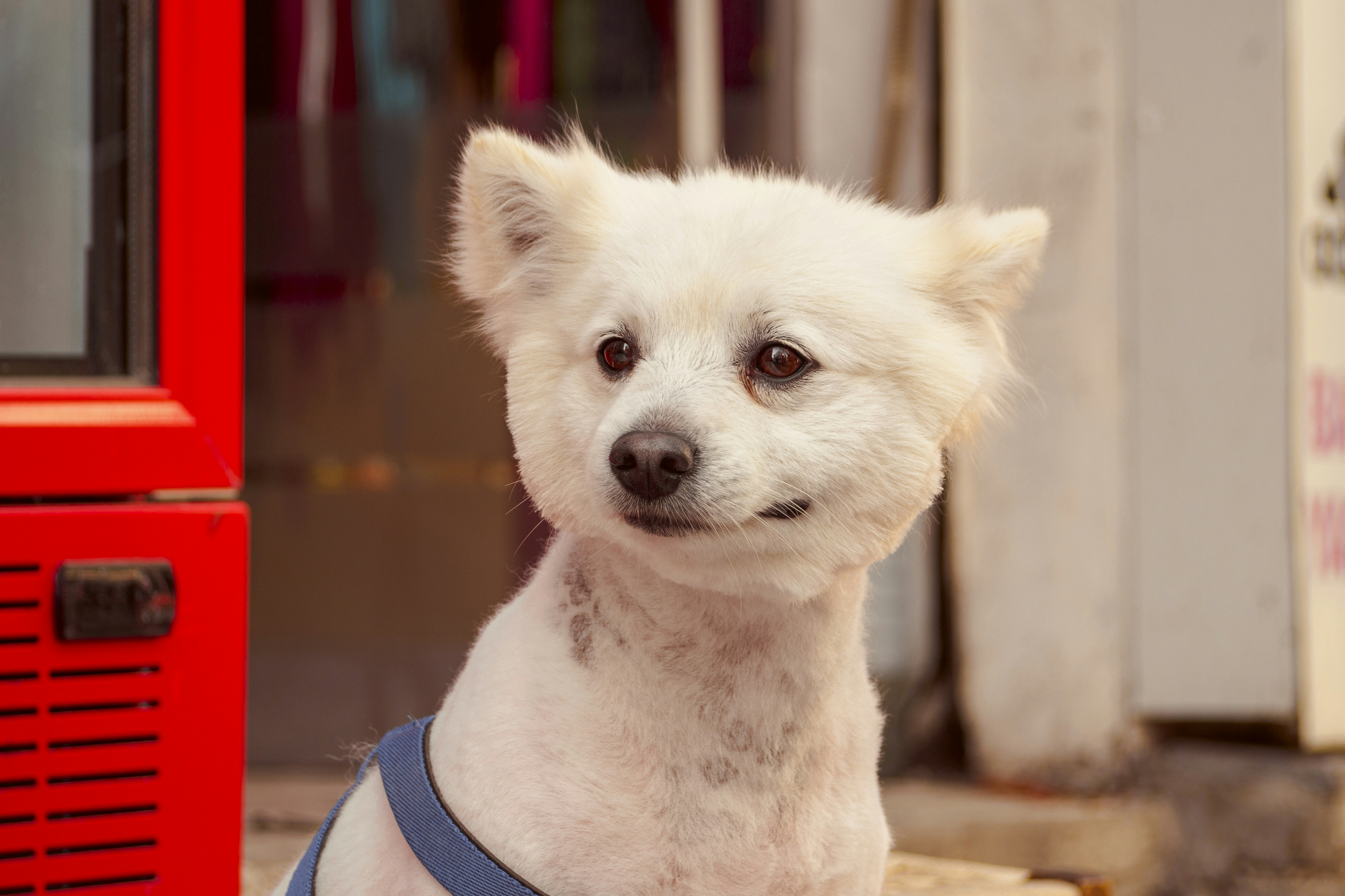 white pomeranian puppy on focus photo