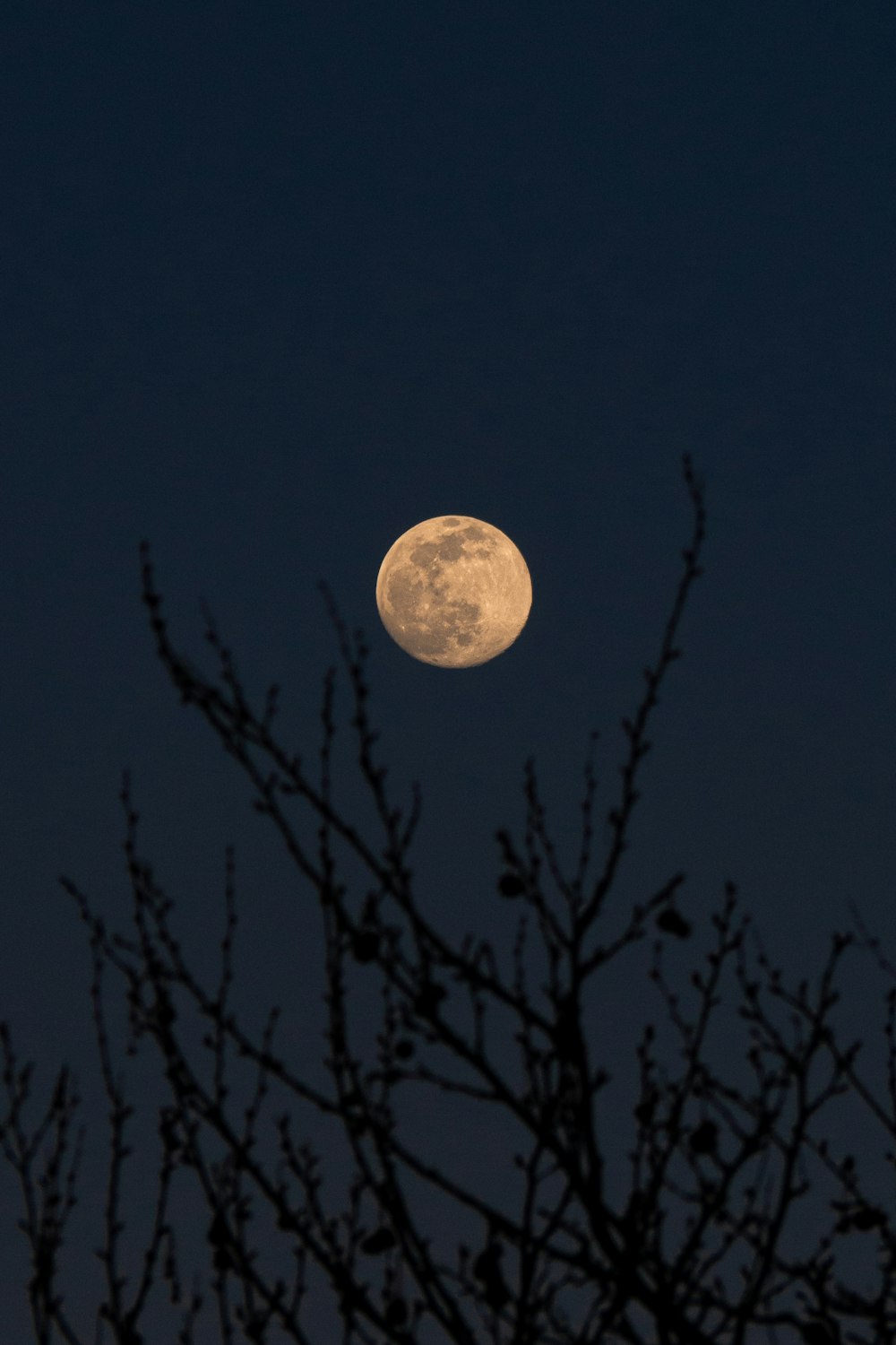 full moon over silhouette of trees