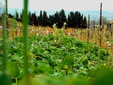 A lush vineyard with vibrant green foliage and small, delicate flowers covering the ground. Wooden posts and wire structure support grapevines in the background, with tall, dark trees forming a natural barrier in the distance. The atmosphere appears serene and slightly overcast.