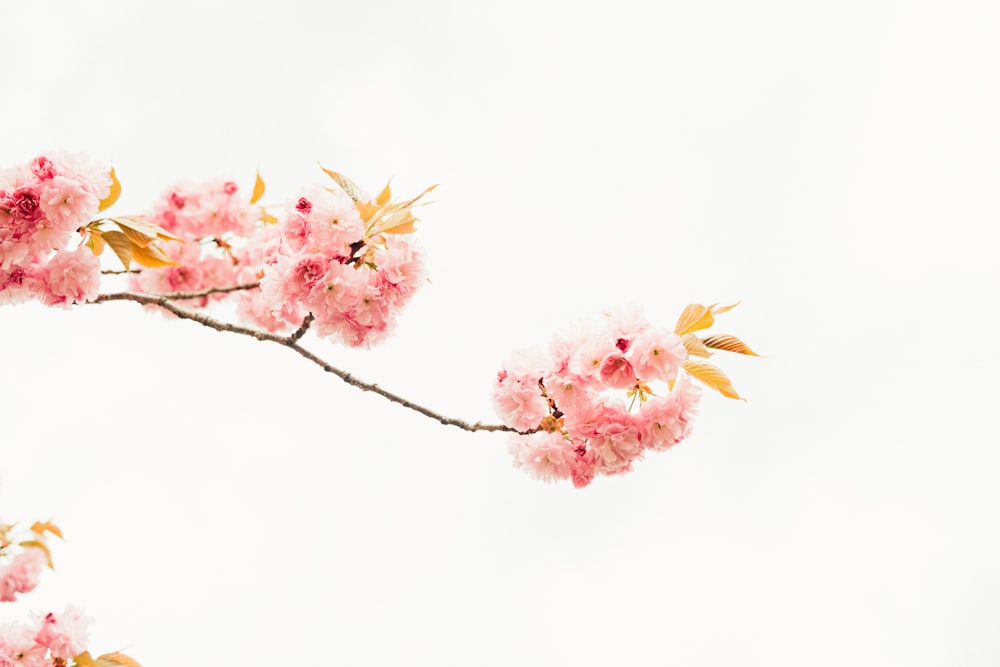 pink and white flowers on white background