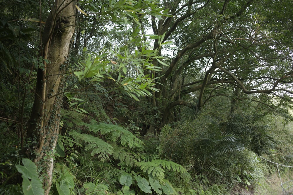 feuilles vertes sur tronc d’arbre brun