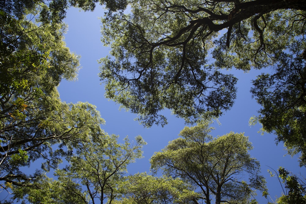 arbres verts sous le ciel bleu pendant la journée