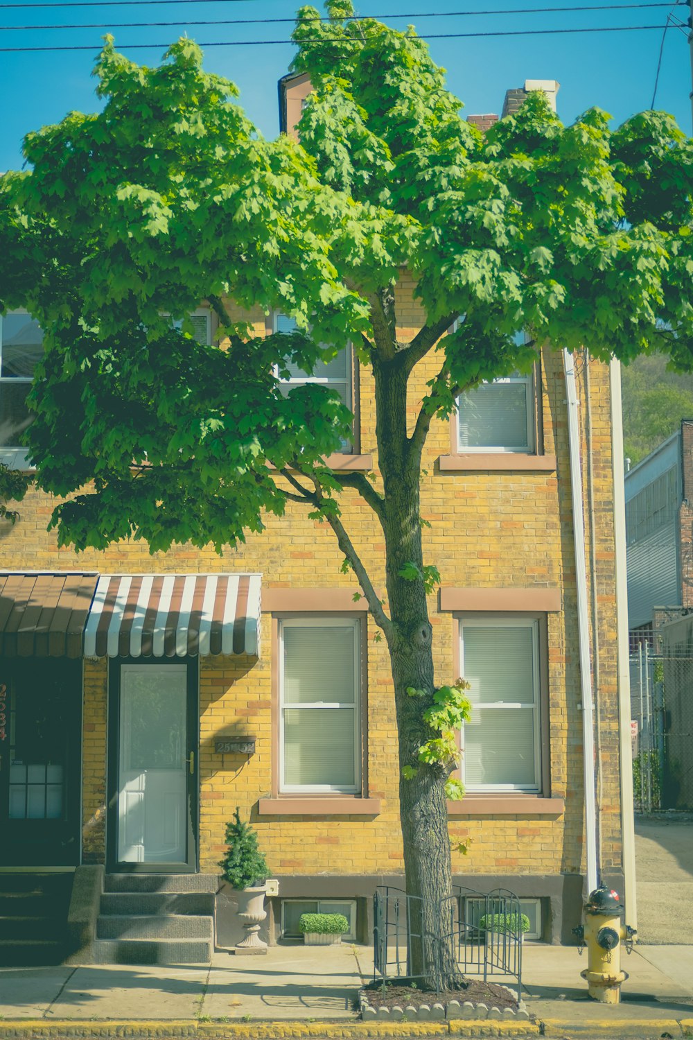 green tree beside brown brick building